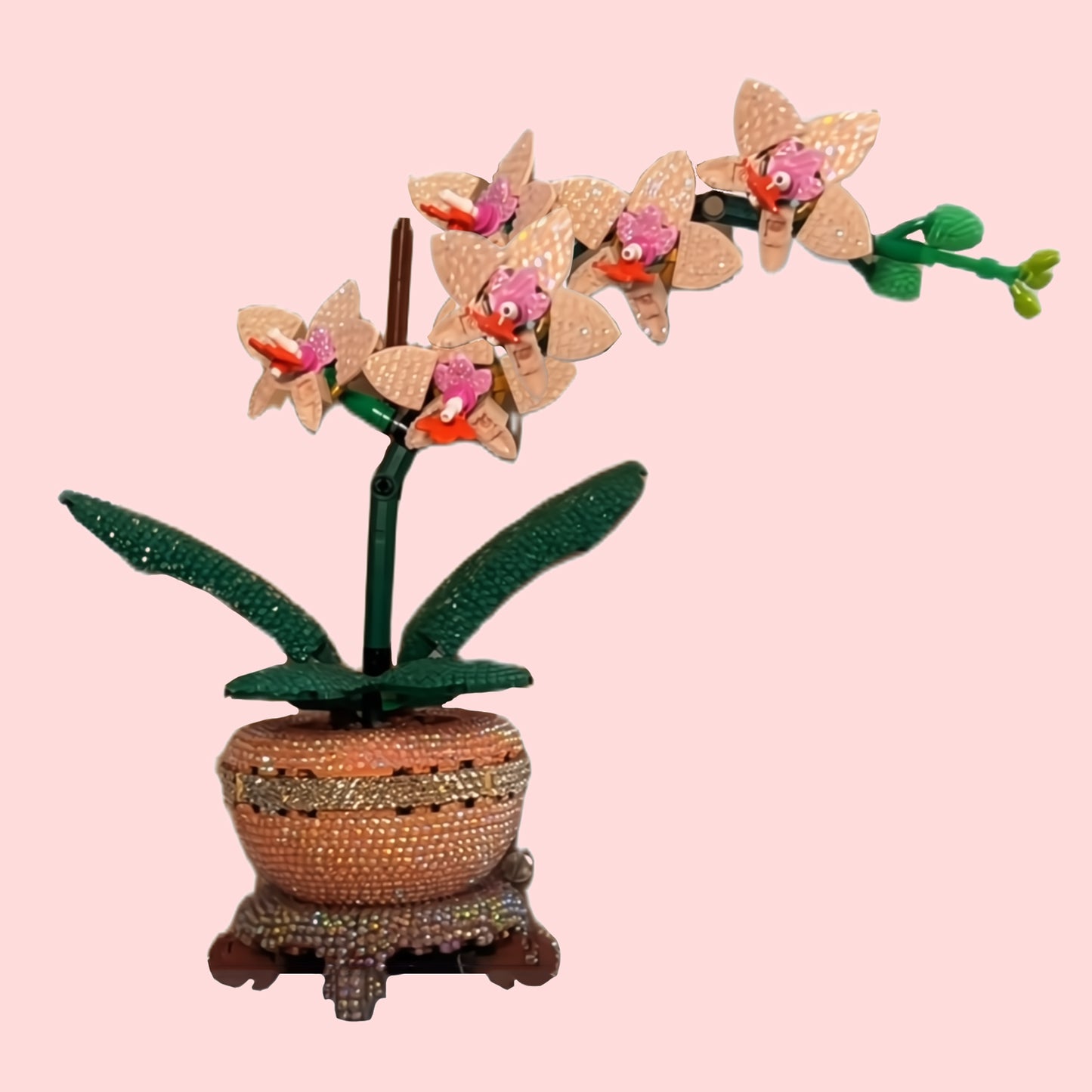 Orchidee