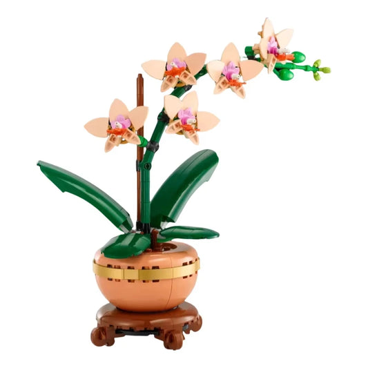 Orchidee